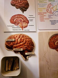 The Brain Anatomy, Brain Anatomy And Function, Brain Puzzle, Parts Of The Brain, Frontal Lobe, Brain Anatomy, Brain Puzzles, Brain Stem, Classroom Gifts