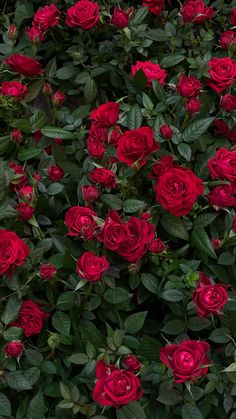 many red roses are growing together in the garden