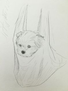 a pencil drawing of a dog peeking out from behind a curtain with his head sticking out