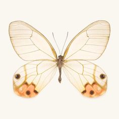 an orange and white butterfly on a white background