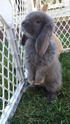 a rabbit is sitting in the grass next to a fence and looking up at something