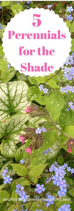 blue flowers and green leaves with the words 5 perennials for the shade over them