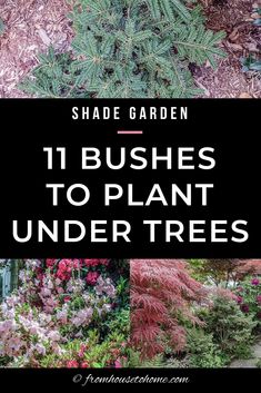 some plants that are in the ground with text overlay saying, shade garden 11 bushes to plant under trees