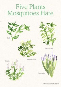 Mosquito Repelling Plants, Garden Pests, House Plants Indoor, Plant Mom, Beetles, Herb Garden, Dream Garden, Plant Life