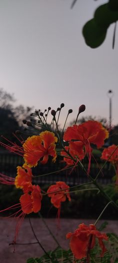 red and yellow flowers are in the foreground, with a fence in the background