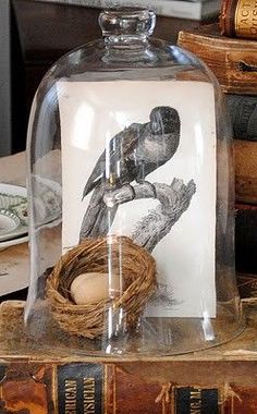 a bird's nest under a glass dome on top of books