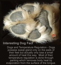 a dog's paw with the words interesting dog fact written below it, on a black background