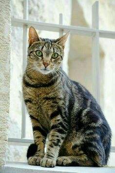 a cat sitting on top of a window sill next to a white fence with green eyes