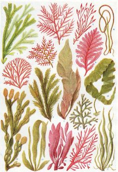 an image of seaweed and corals on white paper