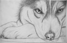 a drawing of a wolf resting its head on the ground