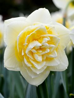 Daffodil Lingerie White Flower Petals, Narcissus Bulbs, Random Oc, Plants Photography, Ruffle Flower