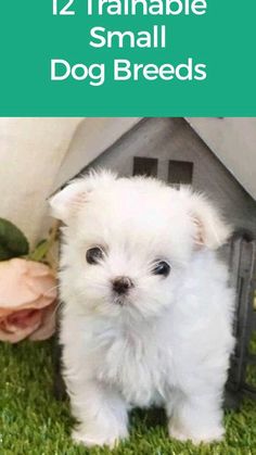 a small white dog standing in front of a house with the words 12 remarkable small dog breeds