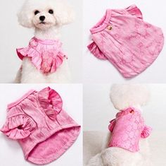 four pictures of a white dog wearing pink clothes