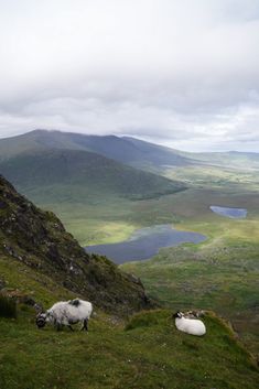 two sheep are grazing on the side of a grassy hill with mountains in the background