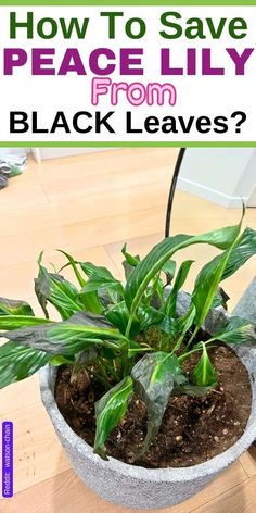 a potted plant with the words how to save peace lily from black leaves?