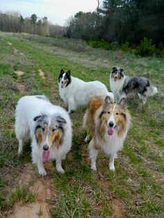 four dogs are standing in the grass together