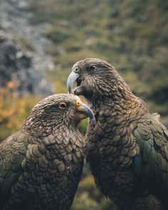 two large birds standing next to each other