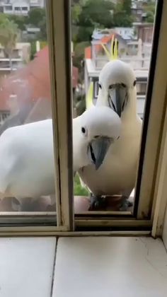 two white birds sitting on top of a window sill looking out at the city