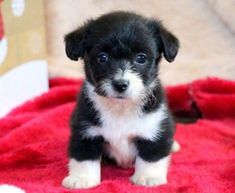 a small black and white puppy sitting on top of a red blanket next to a book