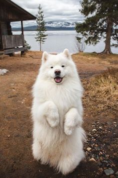 a large white dog standing on its hind legs in front of a body of water