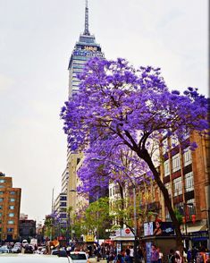 purple tree in the middle of a busy city street