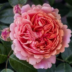 a large pink flower with green leaves around it's center and petals in the middle