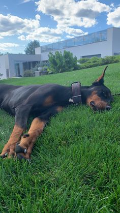 a black and brown dog laying on top of a lush green grass covered field next to a building