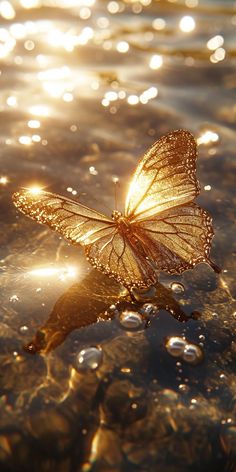 a butterfly that is sitting on the water's surface with sunlight reflecting off its wings