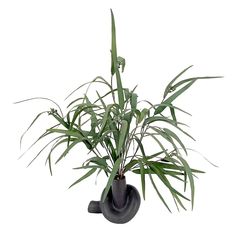 a plant in a black vase on a white background