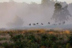 a flock of birds flying over a lush green field in the foggy morning sun