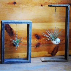 three air plants are hanging in frames on a wooden wall next to a planter