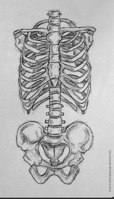 a drawing of a human skeleton with the lower body and upper torso visible in black ink