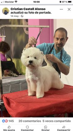 a man is grooming a small white dog on a red table with a red cloth