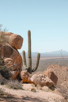 a large cactus sitting on top of a rocky hillside