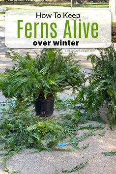 ferns are growing on the ground in front of a sign that says how to keep ferns alive over winter