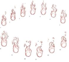 an image of different stages of water in the form of a baby's feet