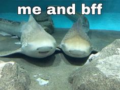 two large sharks sitting next to each other on top of rocks in an aquarium with the words me and bff above them