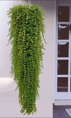 a green plant hanging from the side of a building