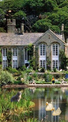 two ducks are swimming in the water near a large house with many windows and doors