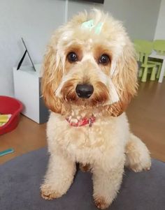 a small dog sitting on top of a rug