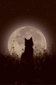 a dog sitting in the grass looking at the moon