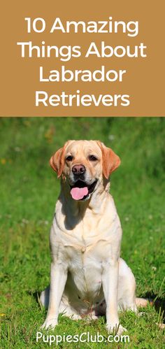 a yellow labrador retriever sitting in the grass with its tongue out and text overlay that reads 10 amazing things about labrador retrievers