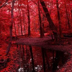 red trees and leaves are reflected in the water