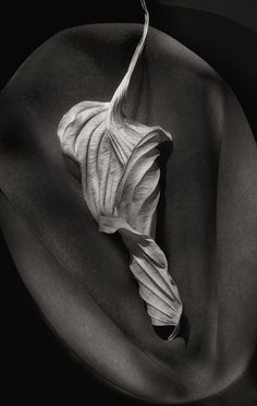 a black and white photo of a flower on a table cloth with the petals still attached