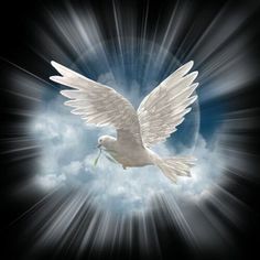 a white dove flying through the air with a twig in it's beak