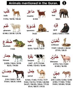 an image of animals in the quran