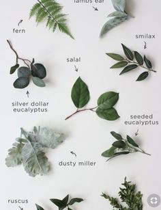 the different types of leaves and plants that are labeled in this poster, including eucalyptuss,