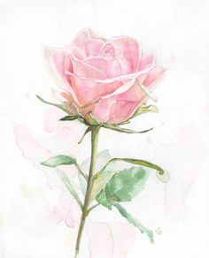 a watercolor painting of a pink rose