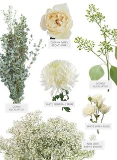 white flowers and greenery are shown in this image, with the names below them