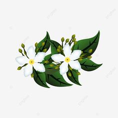 three white flowers with green leaves on a white background, flower, plant png and psd